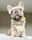 the_adorabulls_adventures