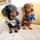eddie_minidach