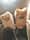 benji.bobbi.thepomeranians