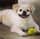 oscarthetibetanspaniel