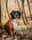 bailey_the_sint_bernard