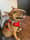 Ernie_english_bullterrier