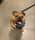 apollo_theenglishbulldog