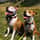 riley.luna.theamstaffs