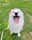 samoyednina