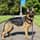 Ozzythegsd2020