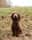 cockerspanielcalledjasper