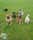 lifeofananimallover