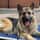 Kobi.our.gsd