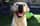 joy.de.labrador