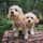 Maisie_and_willow_cavachons