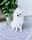 pomeranian_lulu_