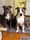 amstaff_