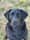 blacklab_yara