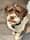 veryawkwarddog