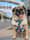 rumithewhirlingpuggle
