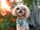 kimcheethemaltipoo