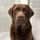 labrador.chocolate.charlie