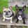 fransebullies