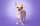 Pip.the.chihuahua_
