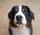 albert.olly.bernese