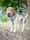 herbiethesharpei