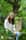 Jefke_the.jackrussel