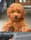 poodletoy.simba