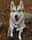 Husky_ofthe_sea