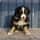 Theaussietyro