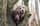 labradors_oscarandbailey