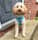mrcooper_toypoodle