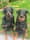 patout_beauceron