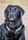 kai_black_lab