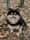 Teddy_thepom2021