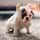 SOUTHERN CALIFORNIA BULLDOG RESCUE