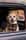 dailydogtag
