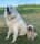 DogsOfSuckertown