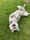 bruno_de_husky