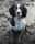 Calliopethespringer