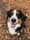 Bjorn_the_bernese