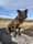 attikathemuttpup