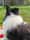 zorro_thecollie