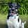 harvey_romanian_rescue