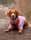 Ivythatcockapoo