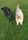 Juma.tommie.the.labradoodle