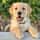 dogtaught