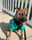 zeus__thegingerstaffy