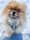 dinky_pom