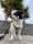 Buddy_327.